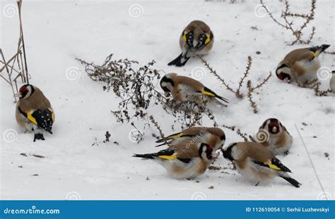 Goldfinches Carduelis Carduelis in Winter Snow. Stock Photo - Image of ...