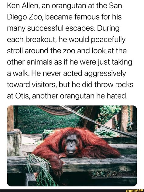 Ken Allen, an orangutan at the San Diego Zoo, became famous for his ...