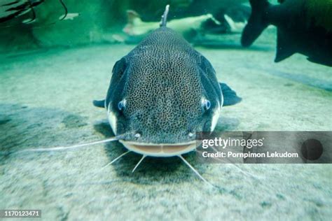 Image result for Co to Jest JavaScript