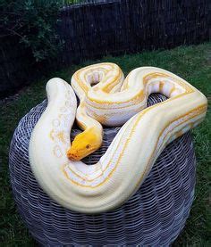 Retic Python Pet 的图像结果
