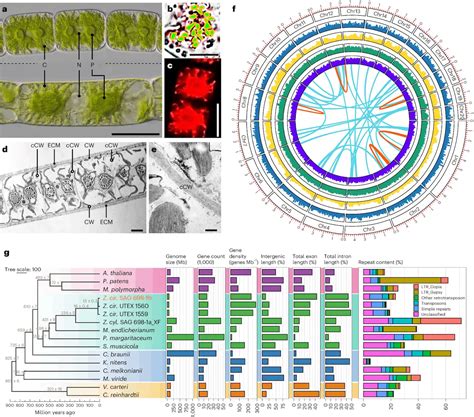 Did Aquatic Algae Pave the Way for Lush Forests? New Research Suggests Yes! - CBIRT