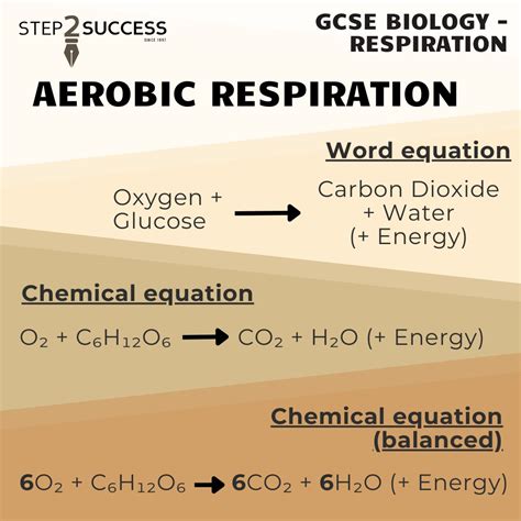 Aerobic Respiration Equation Aerobic Cellular Respiration Is A Redox