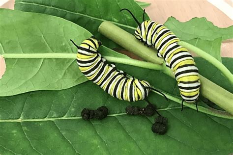 The hidden secrets of insect poop