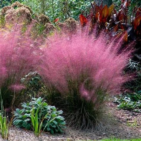 3 Pink Muhly Grass 1 Gallon Pot - Etsy