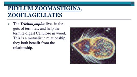 Phylum Zoomastigina