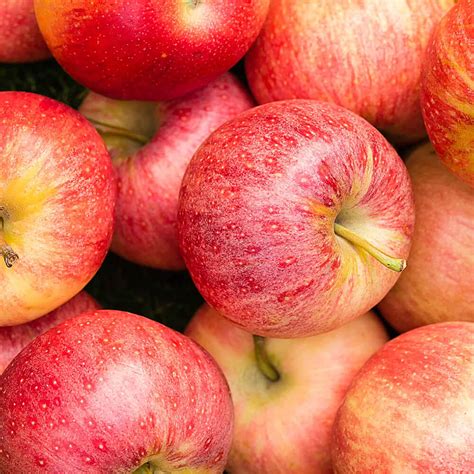 Apple - Gala