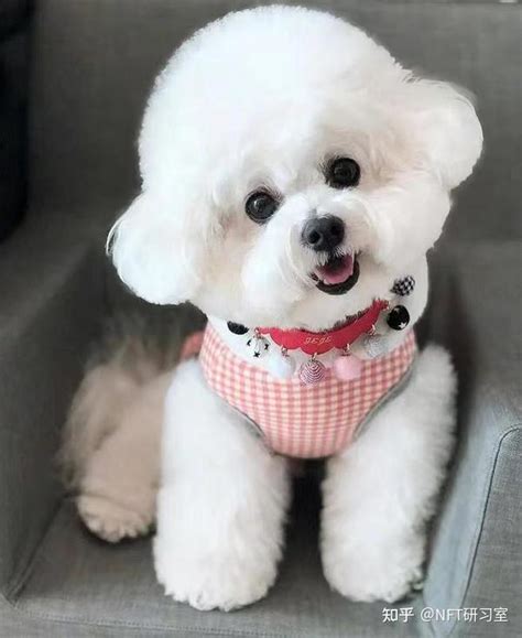 Flowbee Dogs 的图像结果