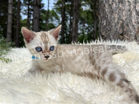 Snow Bengal Cat Kitten