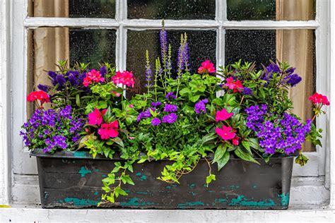 Window Boxes 的图像结果