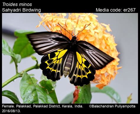 Troides minos | Butterfly