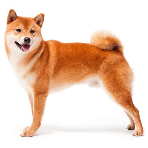 Shiba Inu Breeding