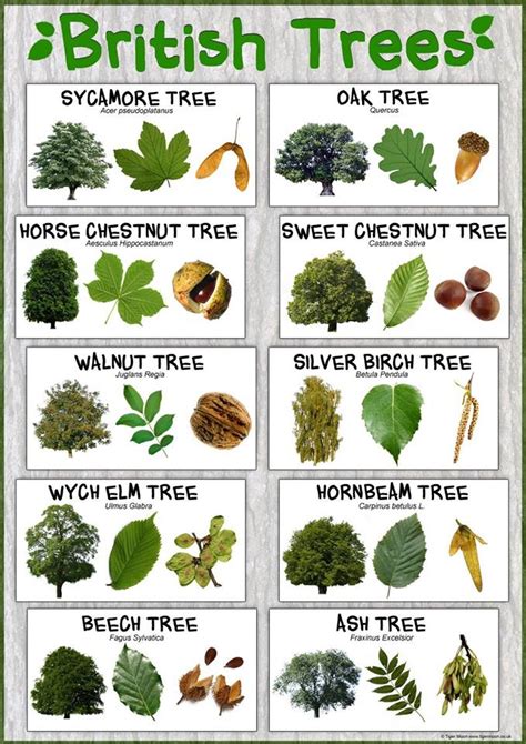 Image result for Tree Identification Chart