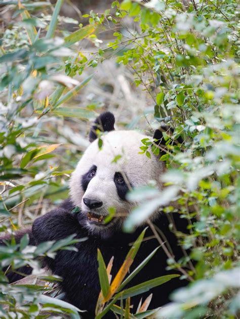 大熊猫图片 中国的国宝大熊猫呆萌的图片大全 - 【可爱点】