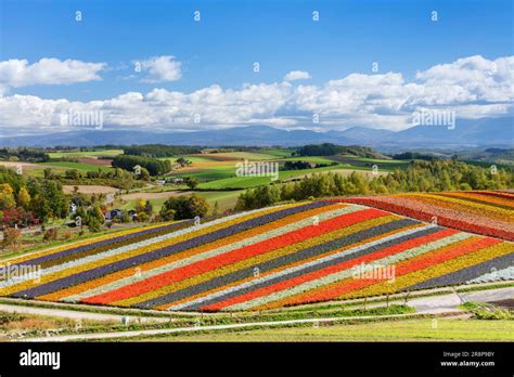 Image result for Data Preprocessing Flowchart Images