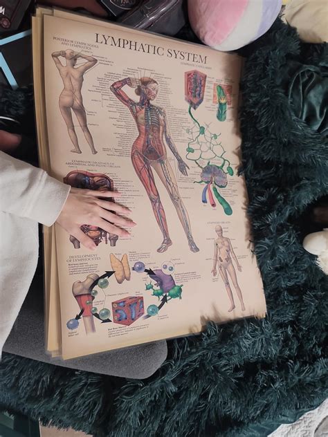 Palace Learning 20 Pack - Vintage Anatomy Posters - Laminated - India ...