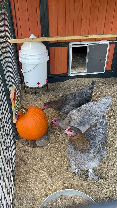 Those of you that use 5 gallon buckets as waterers, what heater do you ...