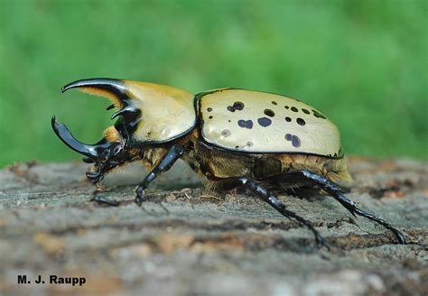 A giant among beetles: Hercules beetle, Dynastes tityus — Bug of the Week