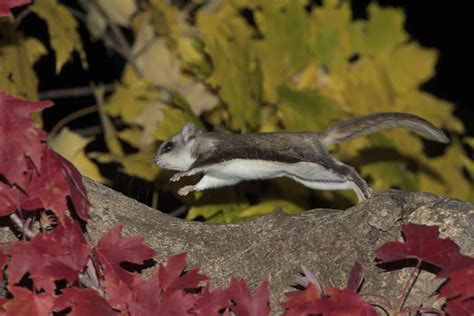 9 Surprising Animals That Fly