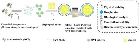 Fibrous and Spherical Aggregates of Ovotransferrin as Stabilizers for ...