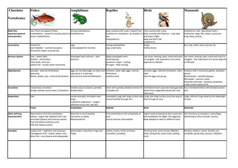 Vertebrates chordata chart | PDF