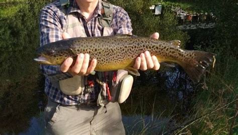TAVISTOCK TROUT FISHERY (2026) All You Need to Know BEFORE You Go (with ...