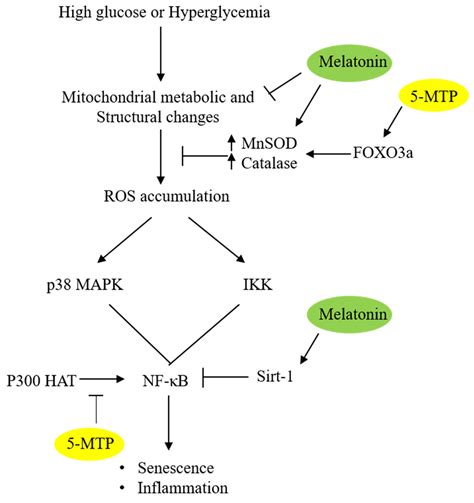 Control of Mesenchymal Stromal Cell Senescence by Tryptophan Metabolites