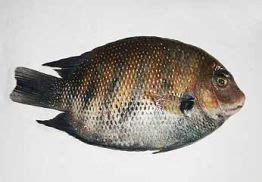 Frozen Karimeen Fish,Frozen Karimeen Fish Suppliers Kerala