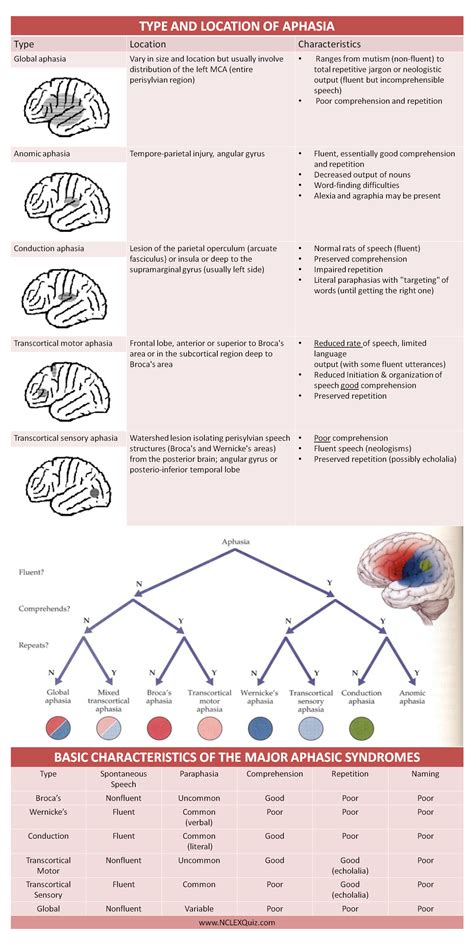 Symptoms Of Anomic Aphasia - Marvin Reger's Reading Comprehension ...