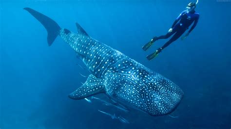 19 Fun Facts About Whale Sharks - Facts.net