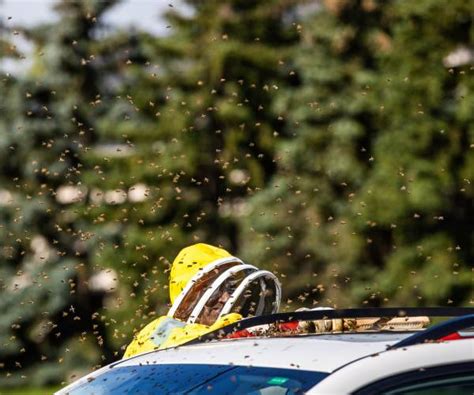 5M Bees Escape Fallen Crates on Canadian Highway | Newsmax.com