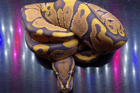 Image result for Ball Python Scared