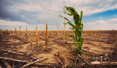 Flash droughts are increasing around the world due to warming climate - Earth.com