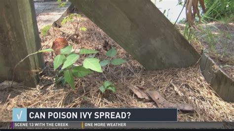 Verify: How Does Poison Ivy Spread? | 13wmaz.com