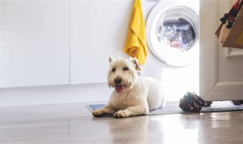 What Is the Best Floor for a Laundry Room? | Kemp's Dalton West Flooring