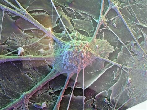 Neurons Under Microscope