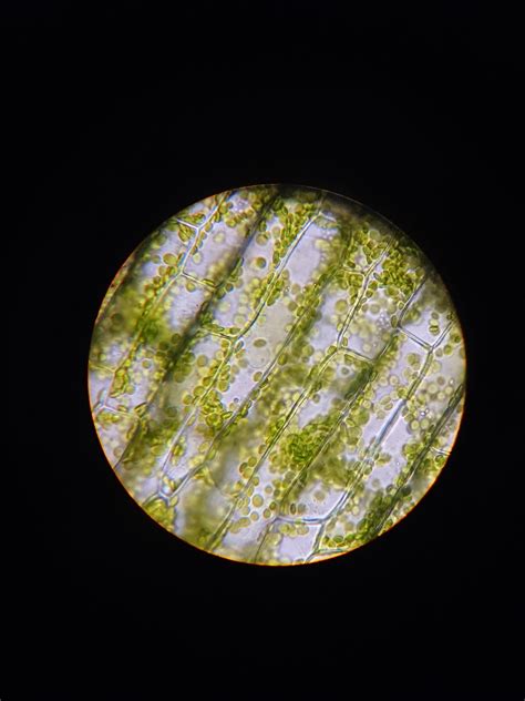 Elodea Under Microscope 40x