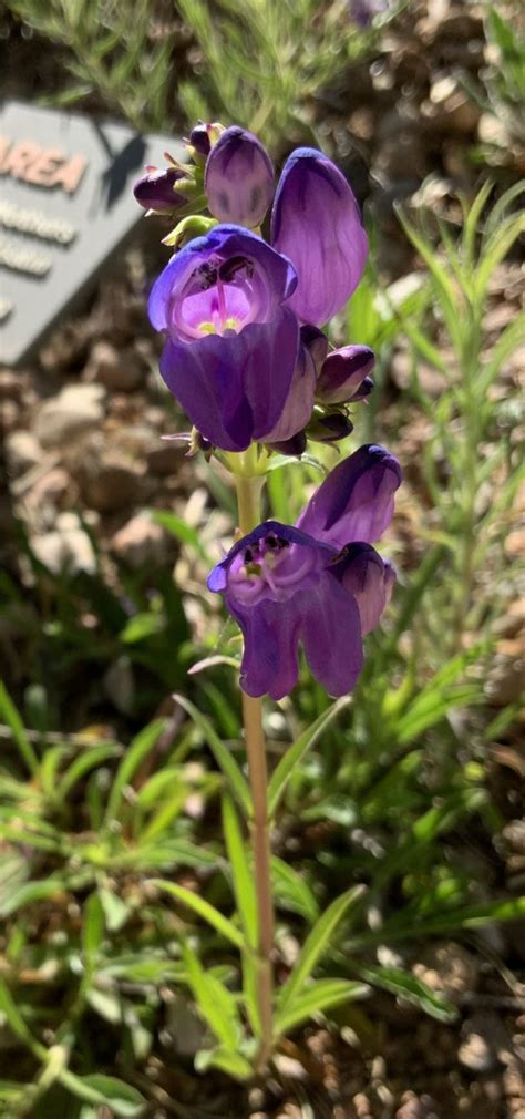 Penstemon strictus - Rocky Mountain penstemon | Santa Fe Botanical Garden