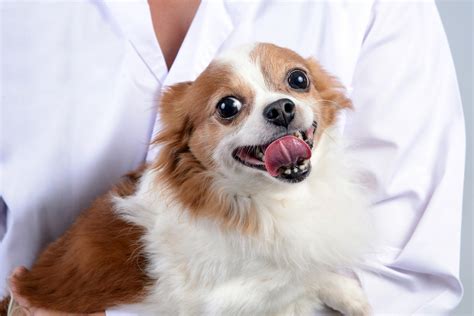 Mobile Vet | Sequoyah Animal Hospital