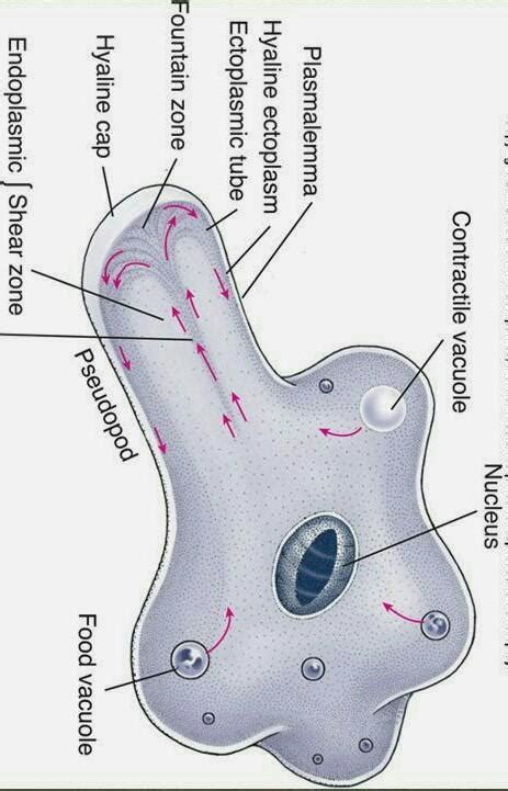 please any body send me lobopodia picture with name mention... - Brainly.in