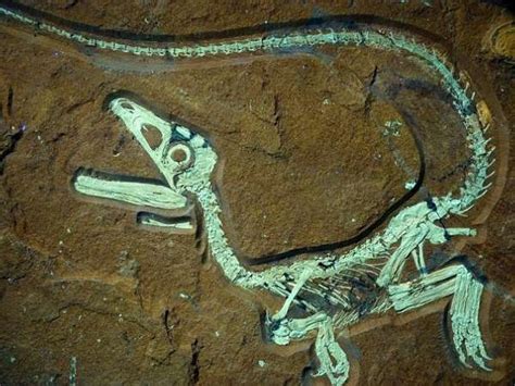 贵州发现“新中国龙”化石，世界上真的有龙吗？考古学家揭示真相_龙的传说