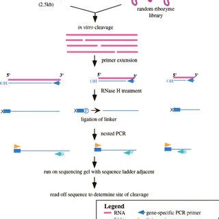 qPCR 的图像结果