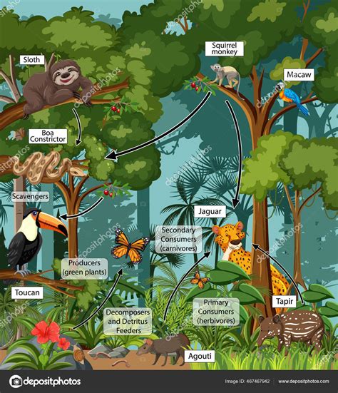 Mangrove Forest Food Web
