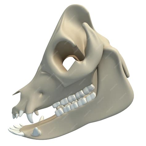 Pig skull animal anatomy 3d rendering on white background | Premium Photo