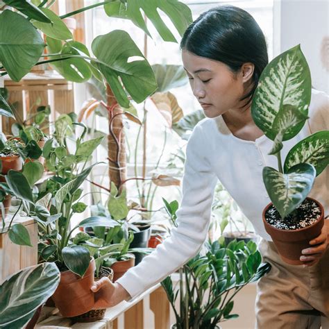 Top 10 Easy-Care Houseplants - Plants Care Tips