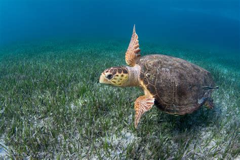 Loggerhead Turtle Migration Patterns 的图像结果