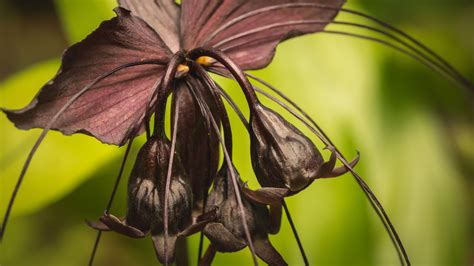 12 Black Flowers! Names and Pictures | Almanac.com