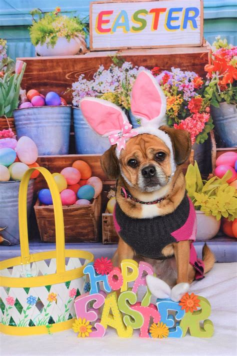 Hollywood Pets Spring Photo Shoot at Kennesaw Top Dogs, 2615 George ...