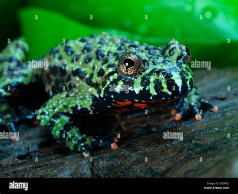 Oriental Fire-bellied Toad Stock Photo - Alamy