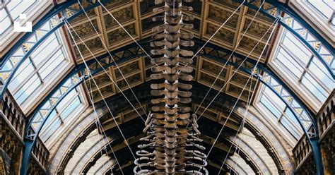 Image result for Ceiling Skeleton