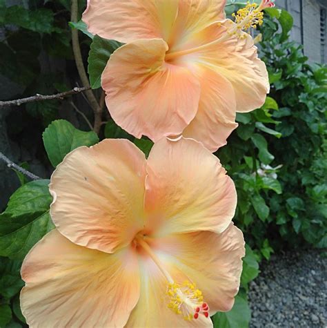 HTTP Deped.philippines 的图像结果